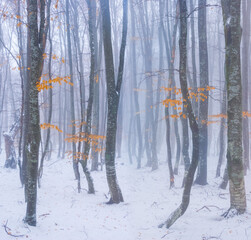 winter snowbound beech forest glade © Yuriy Kulik