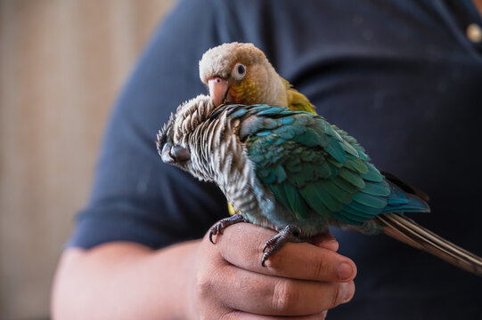 Two cute green cheeked conure  parrot in owner hand