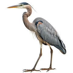 Fototapeta premium A Great Blue Heron stands alert on a white background. Perfect for wildlife publications, nature guides, or educational resources. (Transparent PNG background)