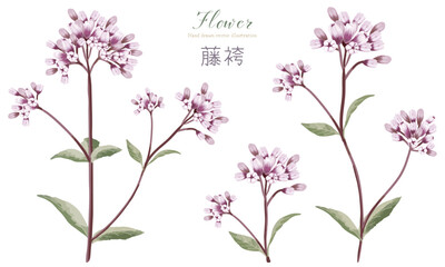 水彩で描いた藤袴（フジバカマ）のイラスト