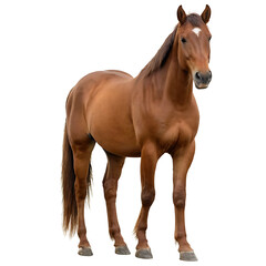 A majestic brown horse standing alert, showcasing its glossy coat and powerful build. Perfect for equestrian publications, animal care websites, or rural landscapes. (Transparent PNG background)