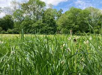 912872330 Graslandschaft Wiese in München mit Bäumen von unten
