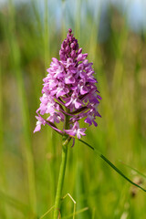 Pyramidenorchis, Pyramiden-Hundswurz, Anacamptis pyramidalis