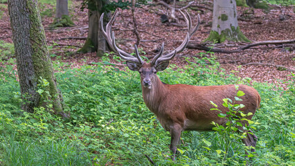 Kolbenhirsch im Wald
