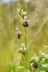 Hummel-Ragwurz, Hummelragwurz, Ophrys holoserica, Ophrys, fuciflora