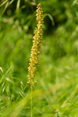 Ohnsporn, Ohnhorn, Hängender Mensch, Orchis anthropophora