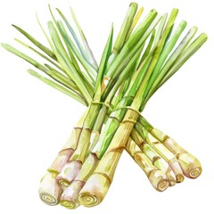 Fototapeta premium 12. lemongrass clipart, spice element, watercolor illustration, fresh tones, isolated on white background