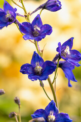 Rittersporn, Delphinium, Garten-Rittersporn