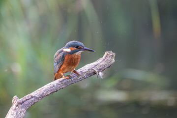 Eisvogel auf der Jagd nach Fischen