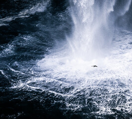 Fototapeta premium tiny puffin against large waterfall