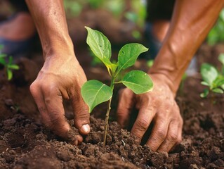 3. Close-up of hands planting a tree sapling in rich soil, promoting reforestation and ecological restoration efforts