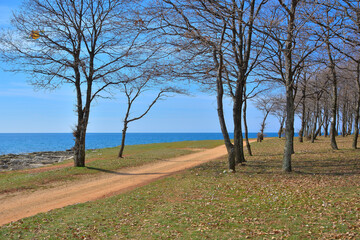 A dirt road winds through a forest near the vast ocean
