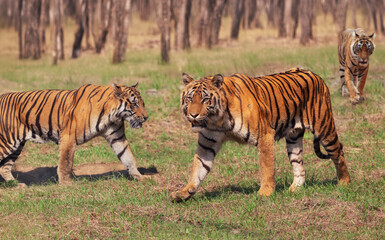 Royal Bengal tigers at the forest reserves of Bannerghatta in the state of Karnataka, India.