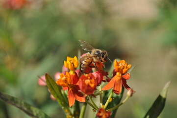 Bee pollination 