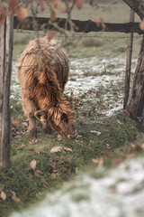 Fototapeta premium cow