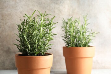 Rosemary plants growing in pots on grey background, closeup. Aromatic herb