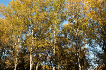 Autumn landscape with blue sky, bottom view. Background of autumn forest for publication, poster, screensaver, wallpaper, postcard, banner, cover, post. High quality photo