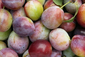 Many fresh plums and leaves as background, top view