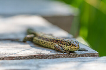Waldeidechse, Zootoca vivipara, Lacerta vivipara, Bergeidechse, Mooreidechse