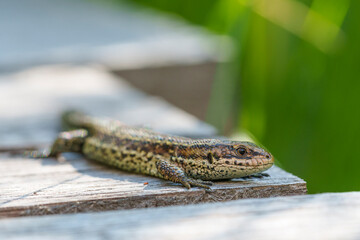 Waldeidechse, Zootoca vivipara, Lacerta vivipara, Bergeidechse, Mooreidechse