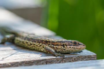 Waldeidechse, Zootoca vivipara, Lacerta vivipara, Bergeidechse, Mooreidechse