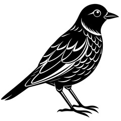 bird on a white background