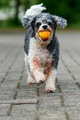 Ball spielender Hund