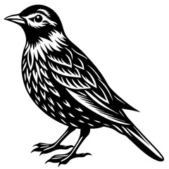 High Resolution Black Engraving Of Bird