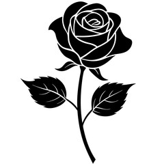 black rose isolated on white vector illustration