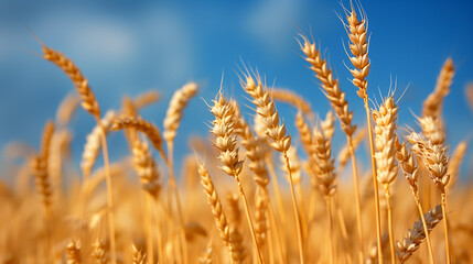 Fototapeta premium field of yellow wheat, blue sky, Ukraine, banner copy space. Day of National Flag, Unity, Constitution, Ukrainian Statehood, Independence, Defenders Defendresses, Armed Forces