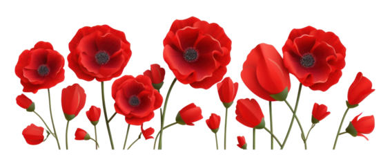 PNG Flower poppy petal plant.