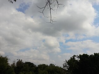 Ranting pohon dan awan di langit 