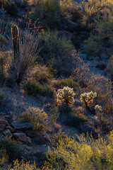 692-11 Backlit Desert