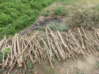 Tumpukan kayu yang sudah kering