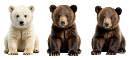 Three bear cubs (polar bear, brown bear, and grizzly bear) sitting side-by-side on a white background.