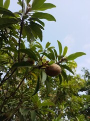 Pohon sawo yang sudah berbuah