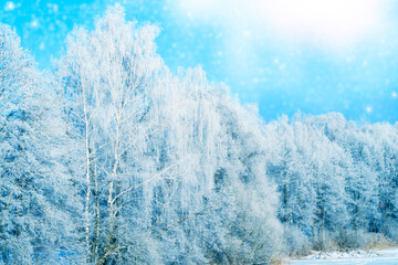 Frozen winter forest with snow covered trees. outdoor.