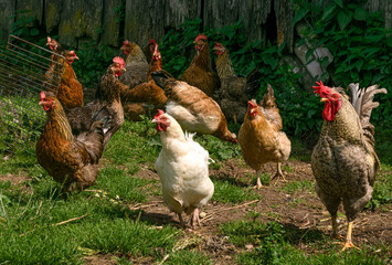 A group of chickens are walking in a village yard.