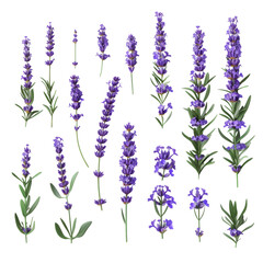 Lavender Objects Isolated on Transparent or White Background, PNG