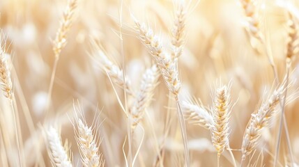 Fototapeta premium Sunny close-up of lush wheat field in golden light.