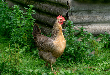 A beautiful, colorful chicken is walking in the village yard.