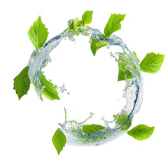 Water and Leaves Circle of Life