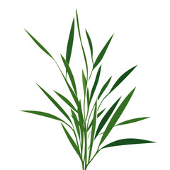 Obraz premium PNG A Grass grass plant green.