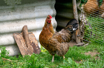 A beautiful, colorful chicken is walking in the village yard.