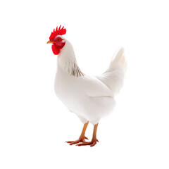 Fototapeta premium White Hen With Red Comb