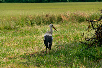 A stork walks across a field in search of food.