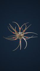 Nervous system and neurons transmission