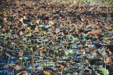 Dried lotus leaves in the pond