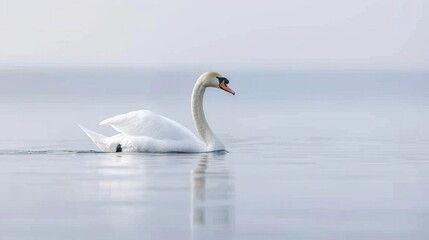 Obraz premium Graceful swan gliding on serene pond.