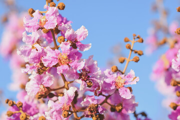 Pink flowers in the garden